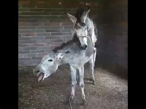 coje yegua|Vídeos de burros cojiendo yegua .